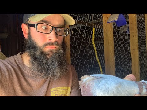 Видео: На моей ферме появились хищники!!! (Обновление о голубях)