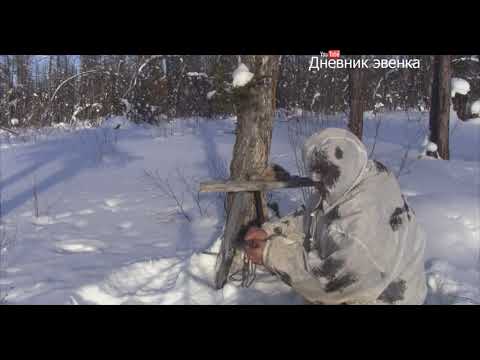 Видео: Капкан в шалашике на соболя | кафедра охотоведения | охотовед.pw