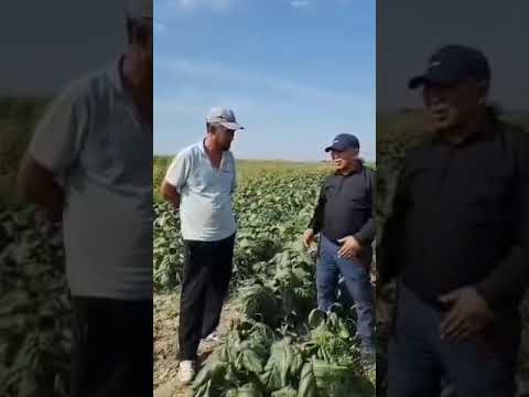 Видео: БИОБАРС колдонуп талаасына , Баткендик тууган ыраазы Бай. ном: 0704 827508. 0507 007900