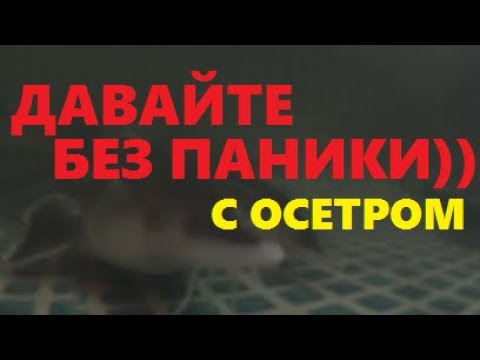 Видео: ДАВАЙТЕ БЕЗ ПАНИКИ)) С ОСЕТРОМ