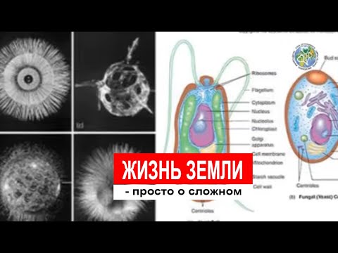 Видео: [Анастасия] - Жизнь земли (Секрет Грядки Розума)