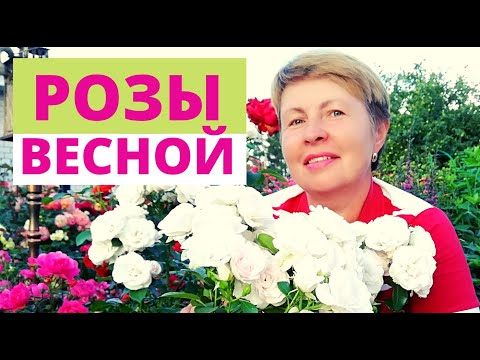 Видео: УХОД за РОЗАМИ весной. Обрезка роз