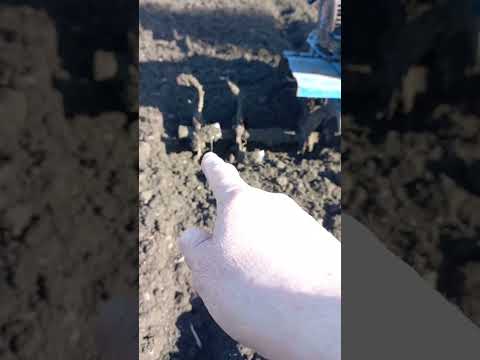 Видео: Как культивировать мотоблоком не оставляя следов от сошки.