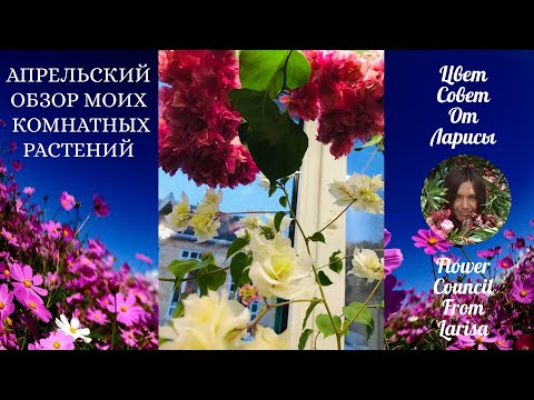 Видео: АПРЕЛЬСКИЙ ОБЗОР МОИХ КОМНАТНЫХ РАСТЕНИЙ 4К