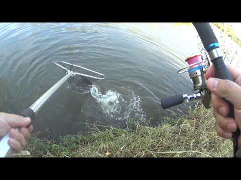 Видео: Рыбхоз  Осёнка