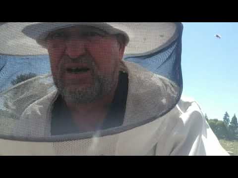 Видео: В семье сколько расплода на 7 августа