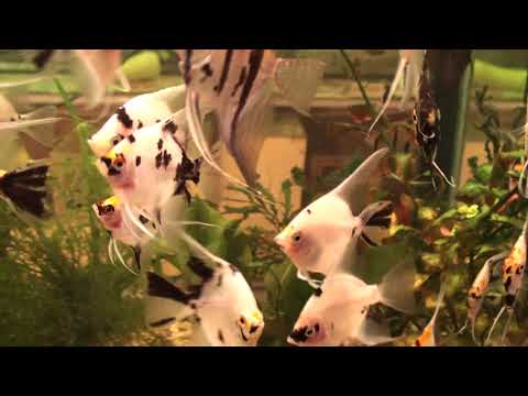 Видео: Растения в аквариуме.