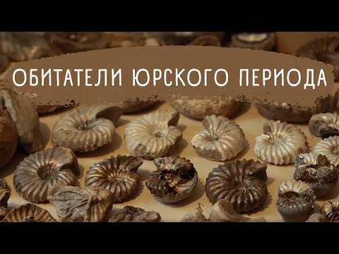 Видео: Нашли останки доисторического животного
