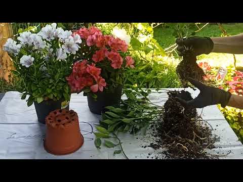 Видео: Альстромерия. Размножение #альстромерии делением куста  / Alstroemeria, how to grow by division