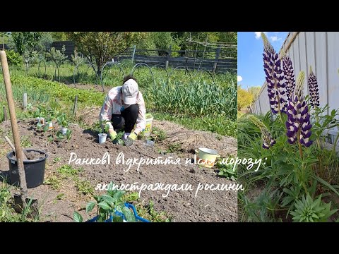 Видео: Ранкові відкриття після морозу: як постраждали рослини #countryside #gardening