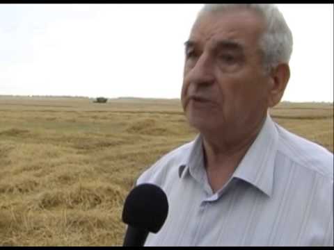 Видео: Жнива