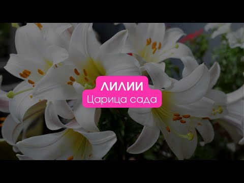 Видео: Лилии / Царица сада. Сезон 2 #лилия
