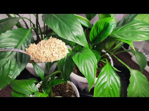 Видео: 1 Чайная Ложка под Спатифиллум и даже дохлый цветок позеленеет и вмиг зацветет