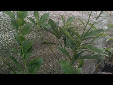 Видео: Кумкват дивує нас!!!
