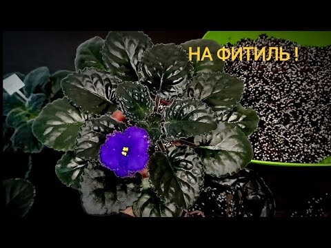 Видео: ПЕРЕВОДИМ СТАРТЁРЫ НА ФИТИЛЬНЫЙ ПОЛИВ !