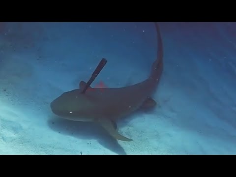 Видео: Посмотрите, что Бывает, Когда Животные Просят Помощи у Людей