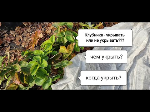 Видео: КЛУБНИКА. Укрывать или не укрывать на зиму? Чем и когда?