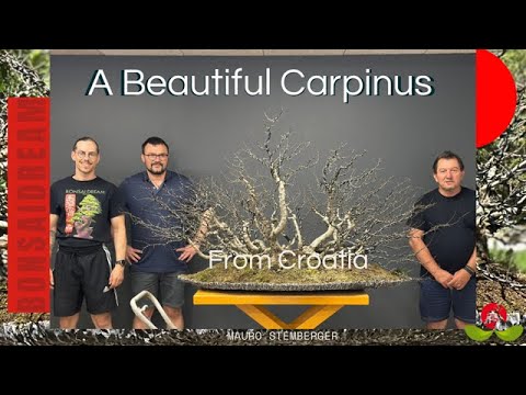 Видео: Прекрасный граб из Хорватии