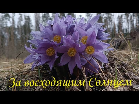 Видео: Туда, где всходит Солнце...