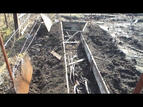 Видео: Удобрение и открытие кустов инжира