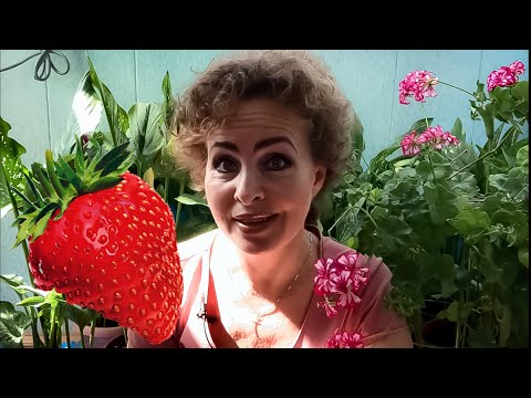 Видео: Три Способа спасти клубнику от слизней