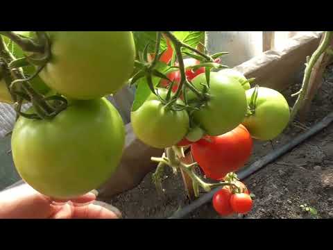 Видео: Томаты - новинки 2022 года. Томат Йетина мать. ОЧЕНЬ подробный обзор томата в теплице.