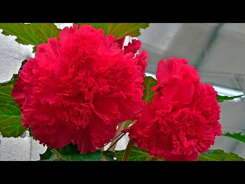 Видео: Цветущие бегонии-гиганты, 1-я часть