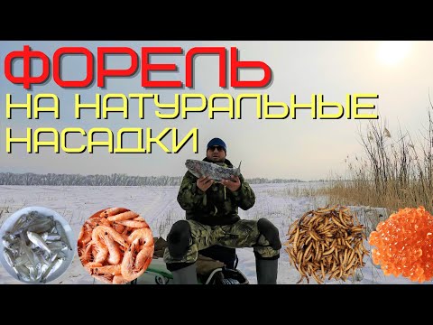 Видео: Ловля форели на натуральные насадки и наживки. Кто победит? Креветка, малек, икра или зофобас?