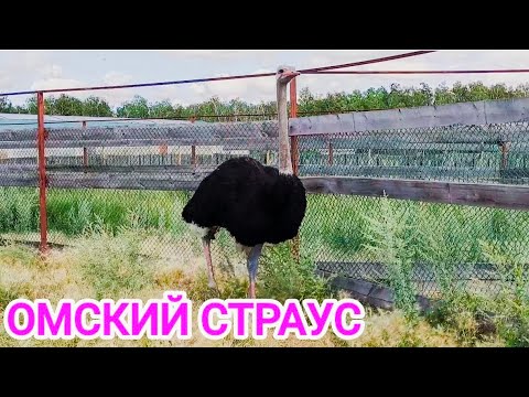 Видео: СТРАУСИНАЯ ФЕРМА/ОМСКИЙ СТРАУС/УСТЬ -ЗАОСТРОВКА