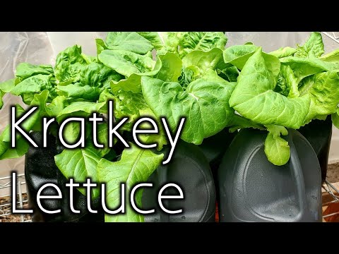Видео: Что такое метод Кратки? - Выращивание салата на гидропонике Кратки