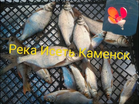 Видео: Река Исеть Каменск-Уральский в центре города в период безклевья рыбалка декабрь 2020 плотва густера.
