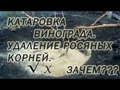 Видео: Катаровка винограда. Зачем удаляют росяные корни?