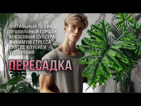 Видео: ПЕРЕСАДКА ОГРОМНОЙ АЛОКАЗИИ ЖАКЛИН ВО ВСЕХ ПОДРОБНОСТЯХ!💣🥬