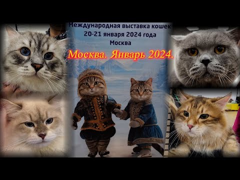 Видео: Выставка кошек. Знакомство с новой породой, ринг кошек. ТРЦ  "Мари". Москва.  Январь 2024