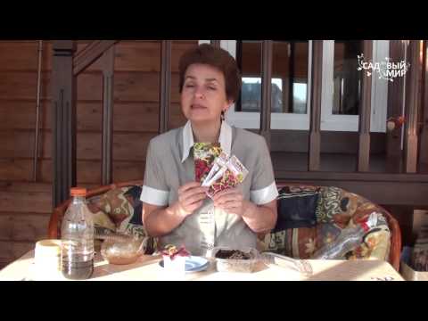 Видео: Как выращивать колеус. Видеоканал Садовый мир