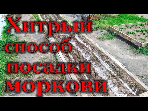 Видео: Хитрый способ посадки моркови