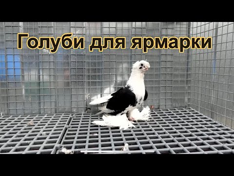 Видео: ПТИЦА ЕДЕТ НА ВЫСТАВКУ ЯРМАРКУ 2022 ОСЕНЬ