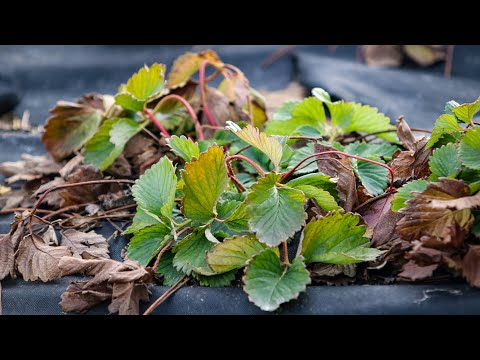 Видео: Робив ЦЮ Помилку у Вирощуванні полуниці більше 5 РОКІВ