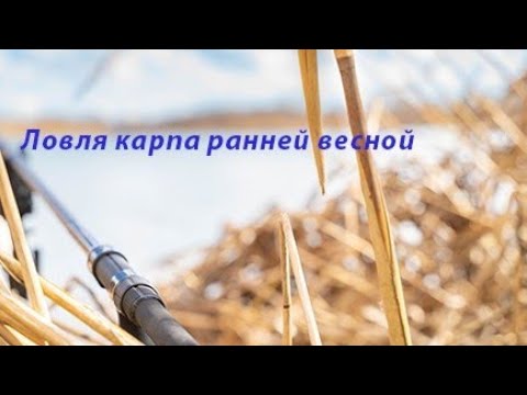 Видео: Ловля карпа ранней весной