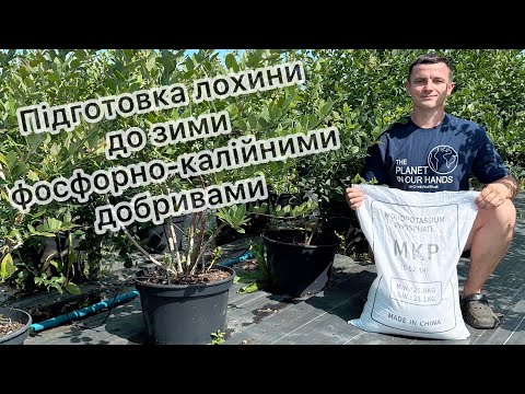 Видео: Підготовка лохини до зими фосфорно-калійними добривами 10.08.25