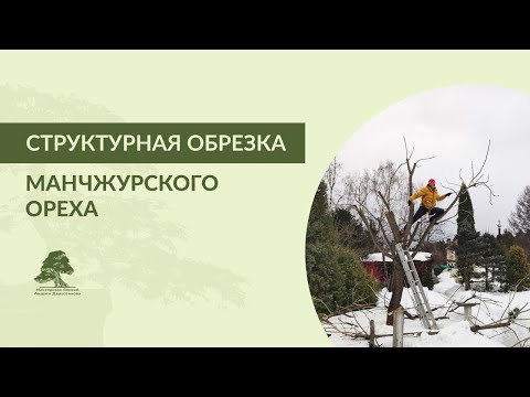 Видео: Структурная обрезка манчжурского ореха
