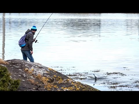 Видео: ЛОСОСЬ ПОШЕЛ… Рыбалка по ЛОСОСЕВЫМ местам Норвегии!