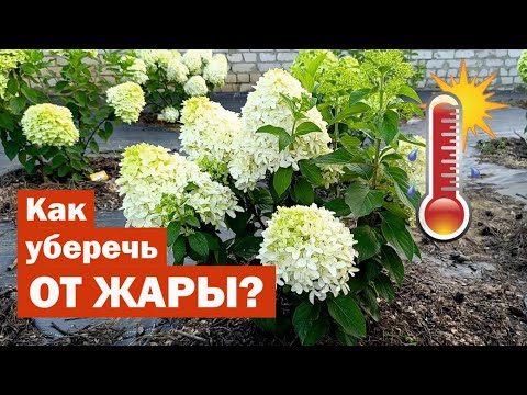 Видео: КАК УБЕРЕЧЬ метельчатые гортензии ОТ ЖАРЫ // Самый простой способ