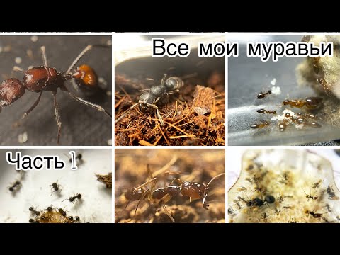 Видео: Все мои муравьи! Часть 1 