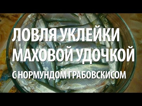 Видео: УКЛЕЙКА на МАХОВОЕ УДИЛИЩЕ. РЫБАЛКА в ГОРОДЕ с НОРМУНДОМ ГРАБОВСКИСОМ