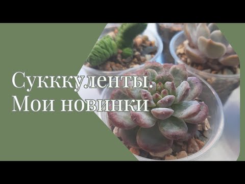 Видео: Суккуленты. Мои новинки в коллекции