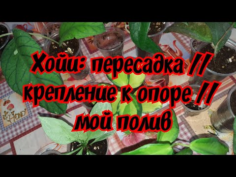 Видео: Хойи: пересадка // крепление к опоре // мой полив