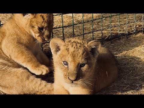 Видео: Милая возня малышей в детсаду Тайгана!