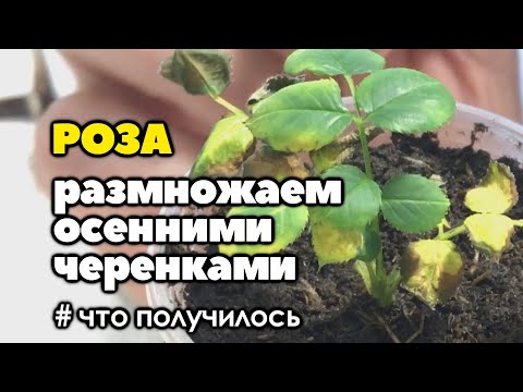 Видео: #2 Укореняем розы из осенних черенков | Что получилось