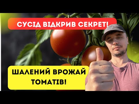 Видео: Як садити томати правильно — секрет мого сусіда! Врожай буде шалений!